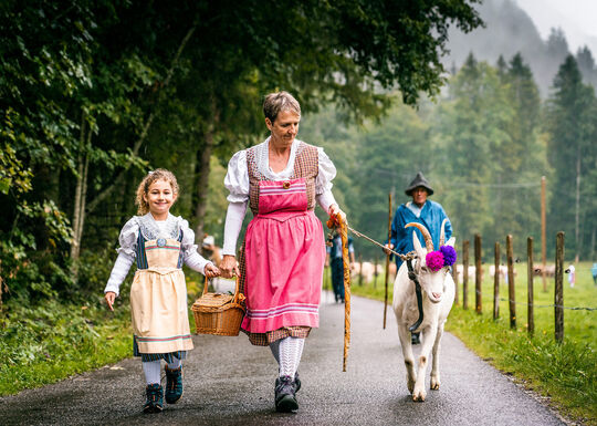 Désalpe et Bénichon: Où célébrer la tradition fribourgeoise